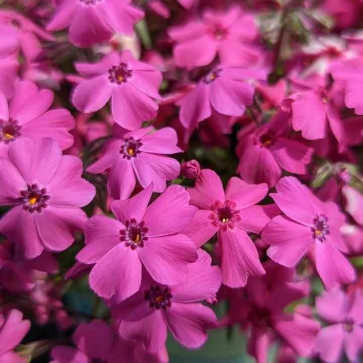 Spring Hot Pink Creeping Phlox