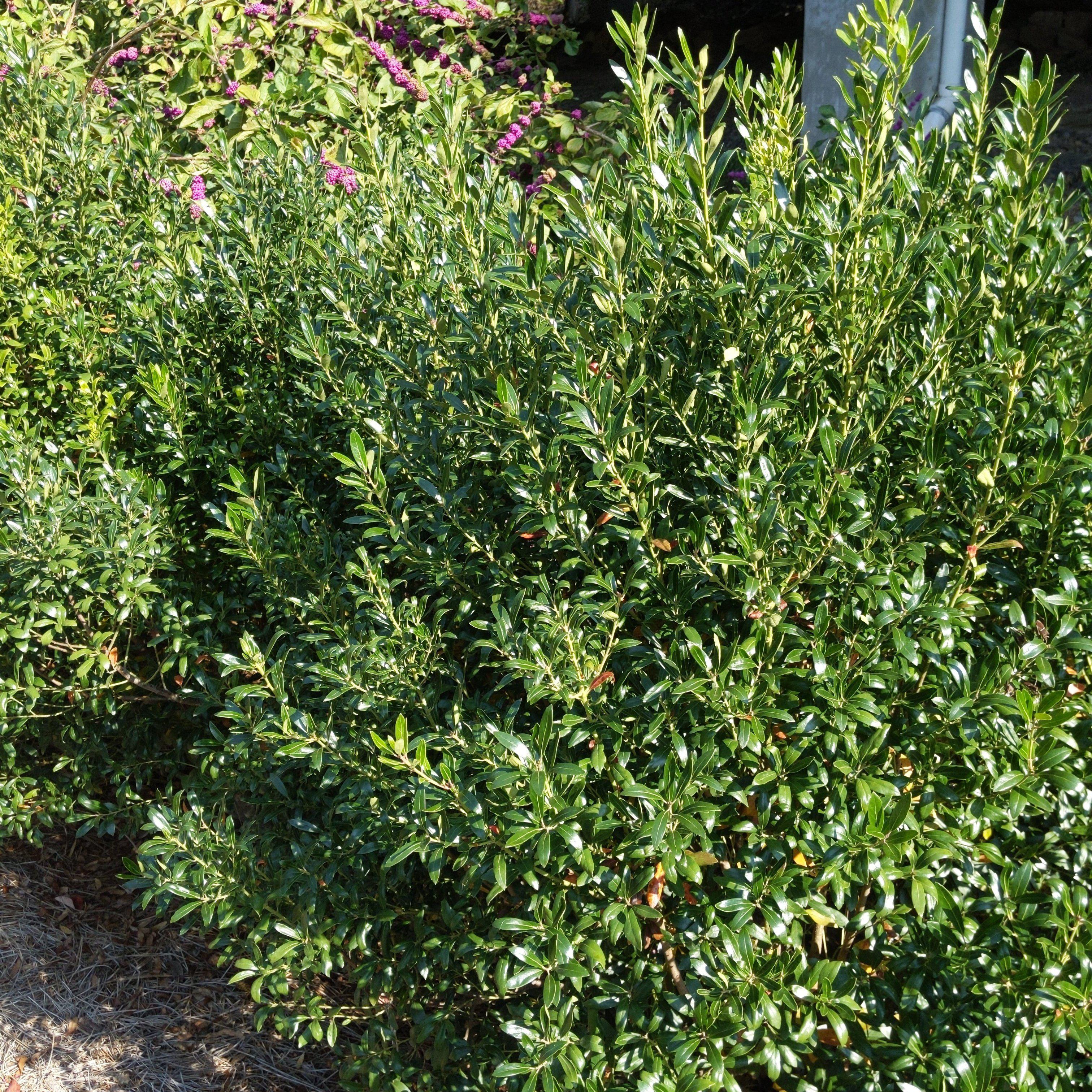 Densa Inkberry Holly