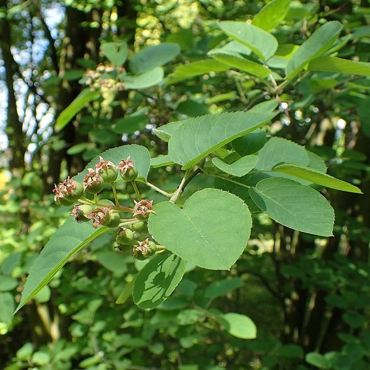 Shadblow Serviceberry