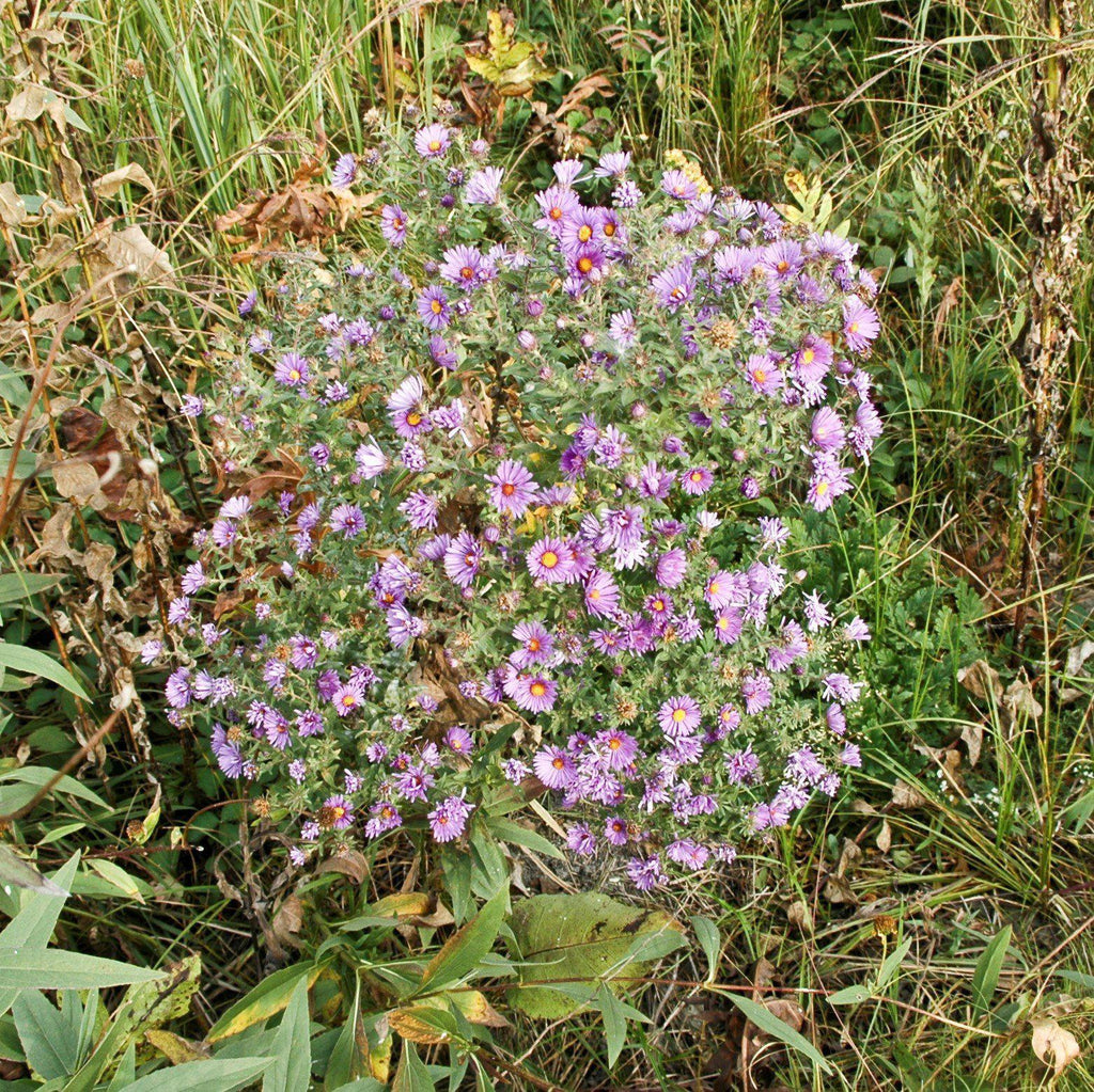 New England Aster