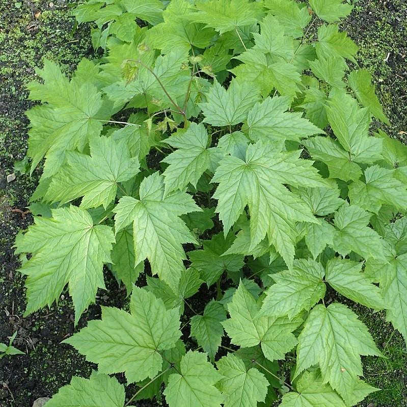 Black Cohosh