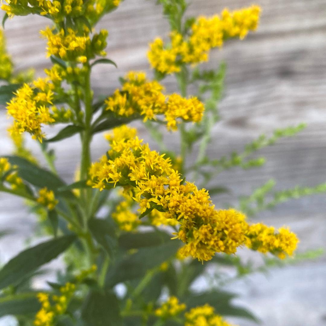 Fireworks Goldenrod