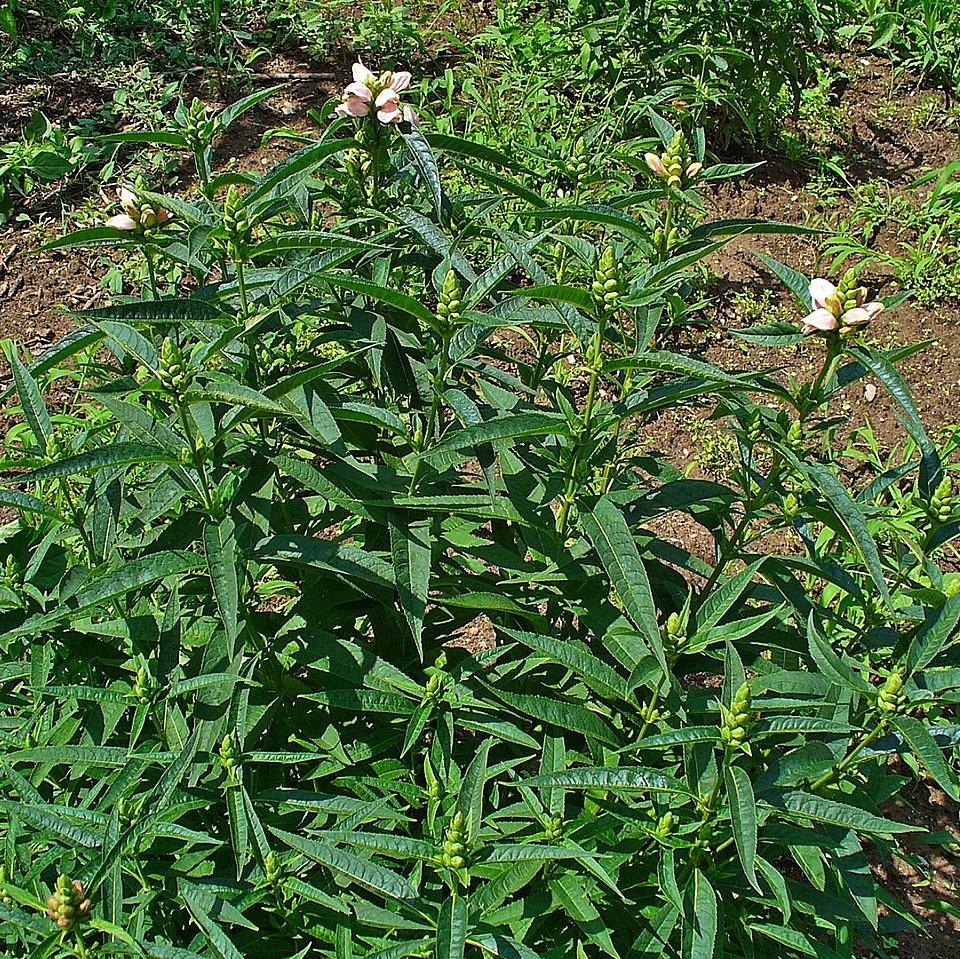 White Turtlehead