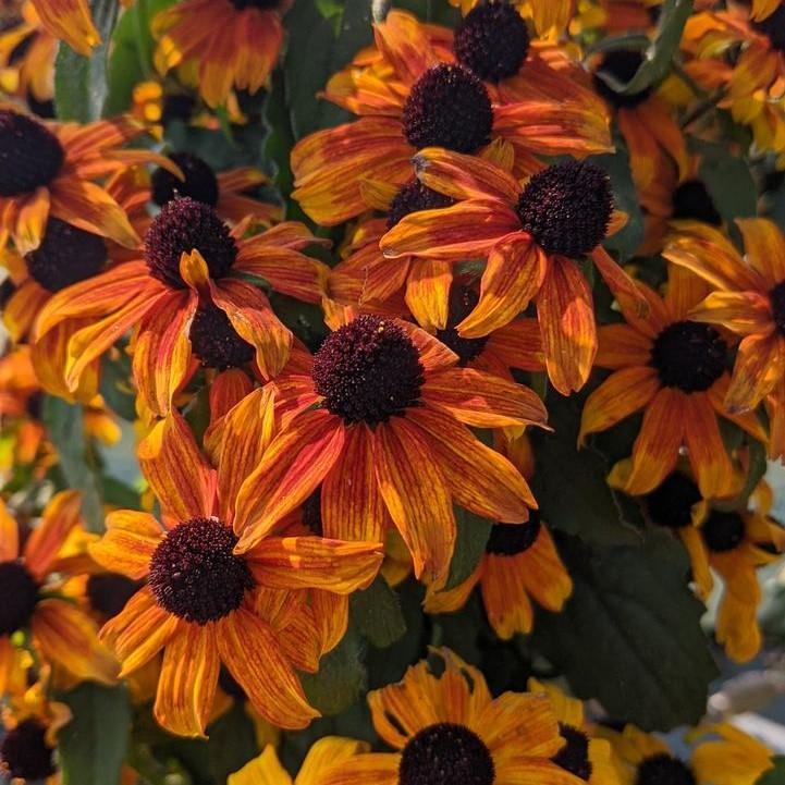 Prairie Glow Coneflower