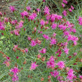 Iron Butterfly Ironweed