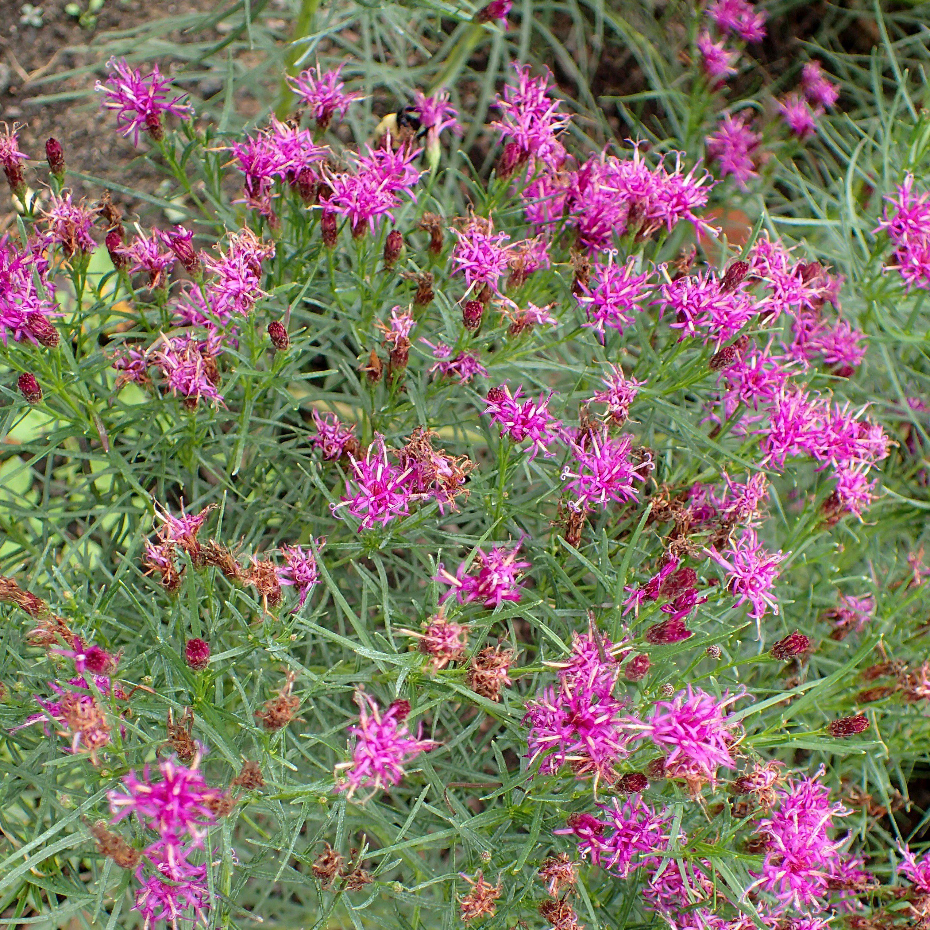 Iron Butterfly Ironweed