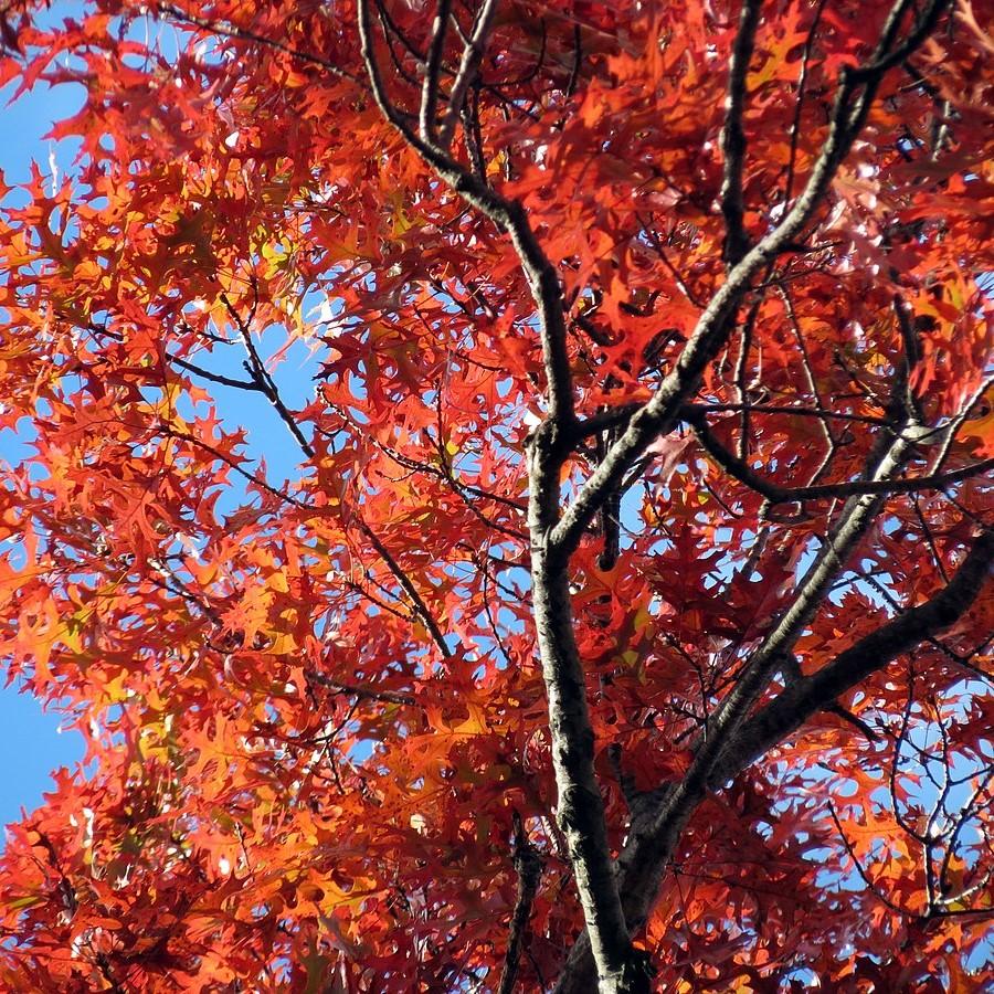 Scarlet Oak