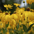 Autumn Sun Cutleaf Coneflower