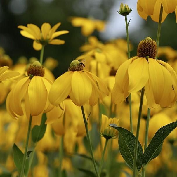 Autumn Sun Cutleaf Coneflower