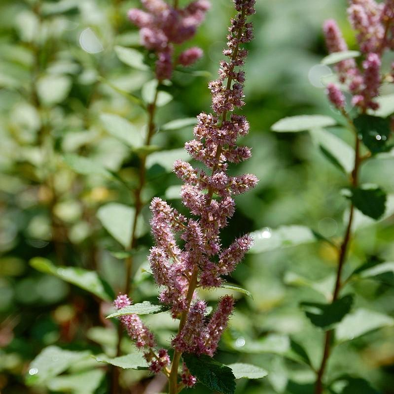 Steeplebush