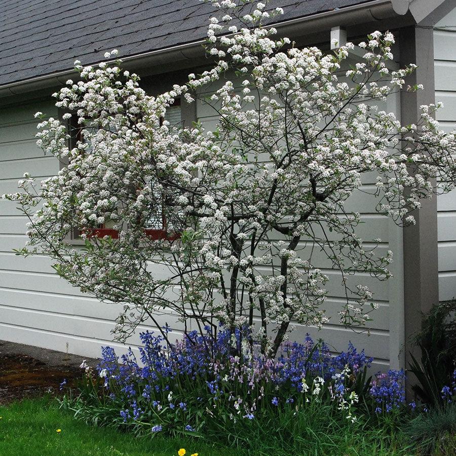 Brilliant Red Chokeberry