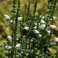 Miss Manners Obedient Plant
