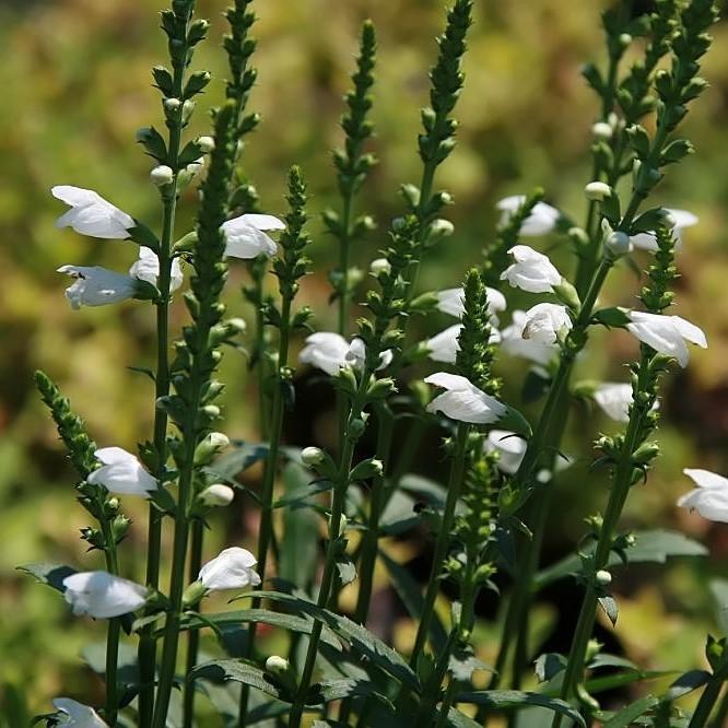 Miss Manners Obedient Plant
