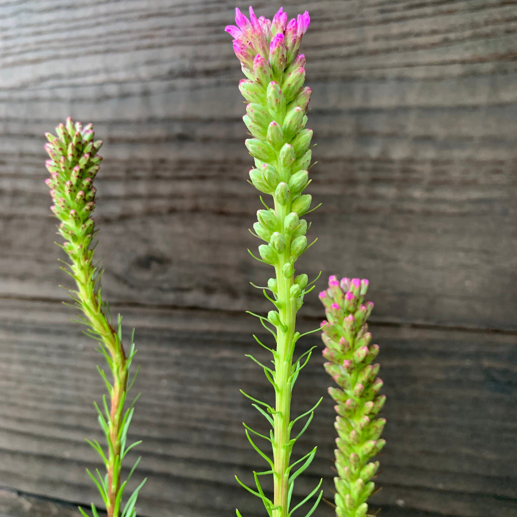 Marsh Blazing Star, Gayfeather