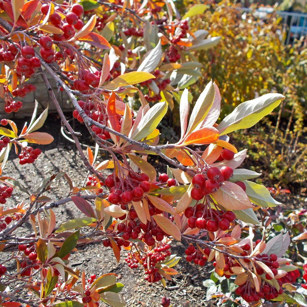 Brilliant Red Chokeberry