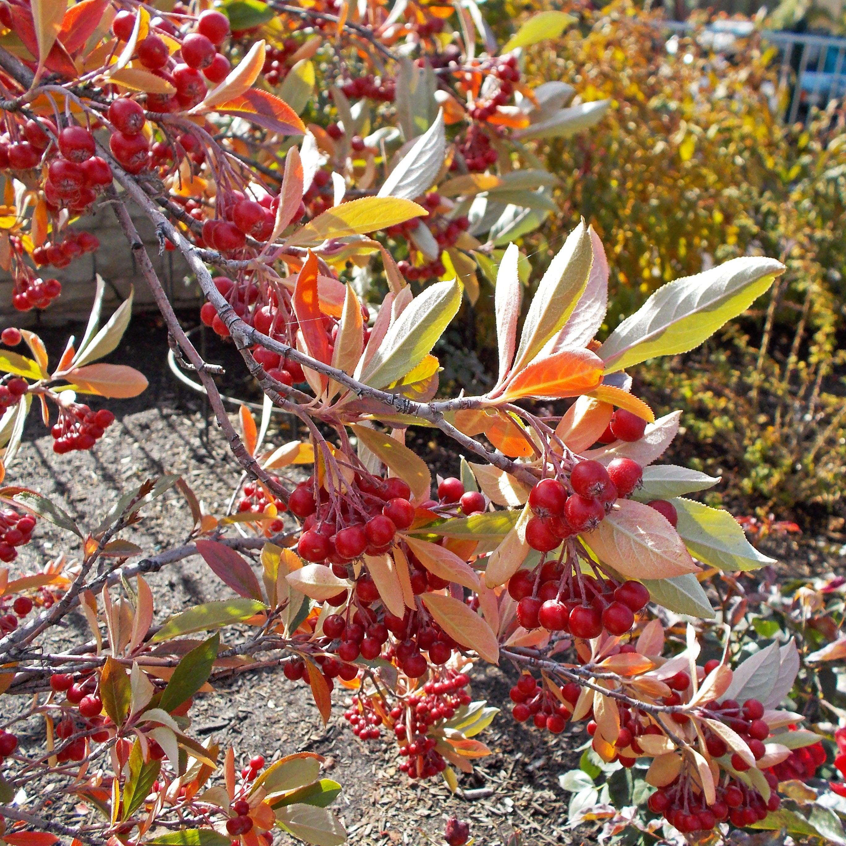 Brilliant Red Chokeberry