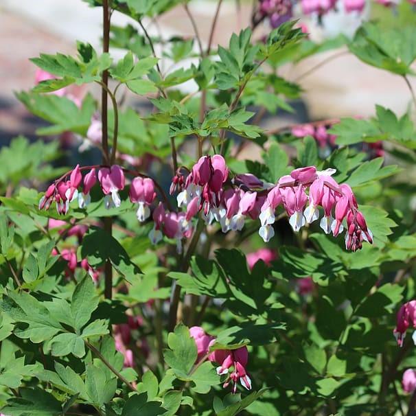 Fern-Leaf Bleeding Heart