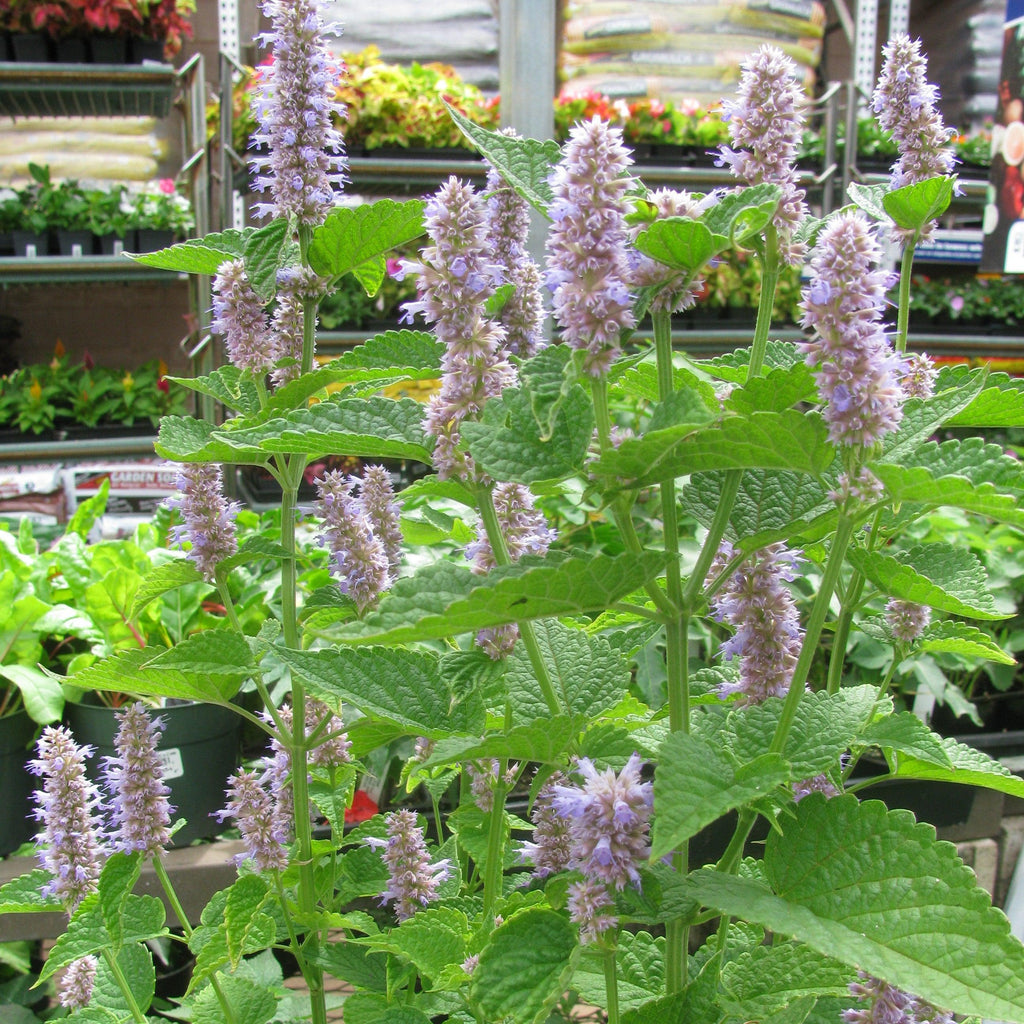 Anise Purple Hyssop