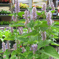 Anise Purple Hyssop