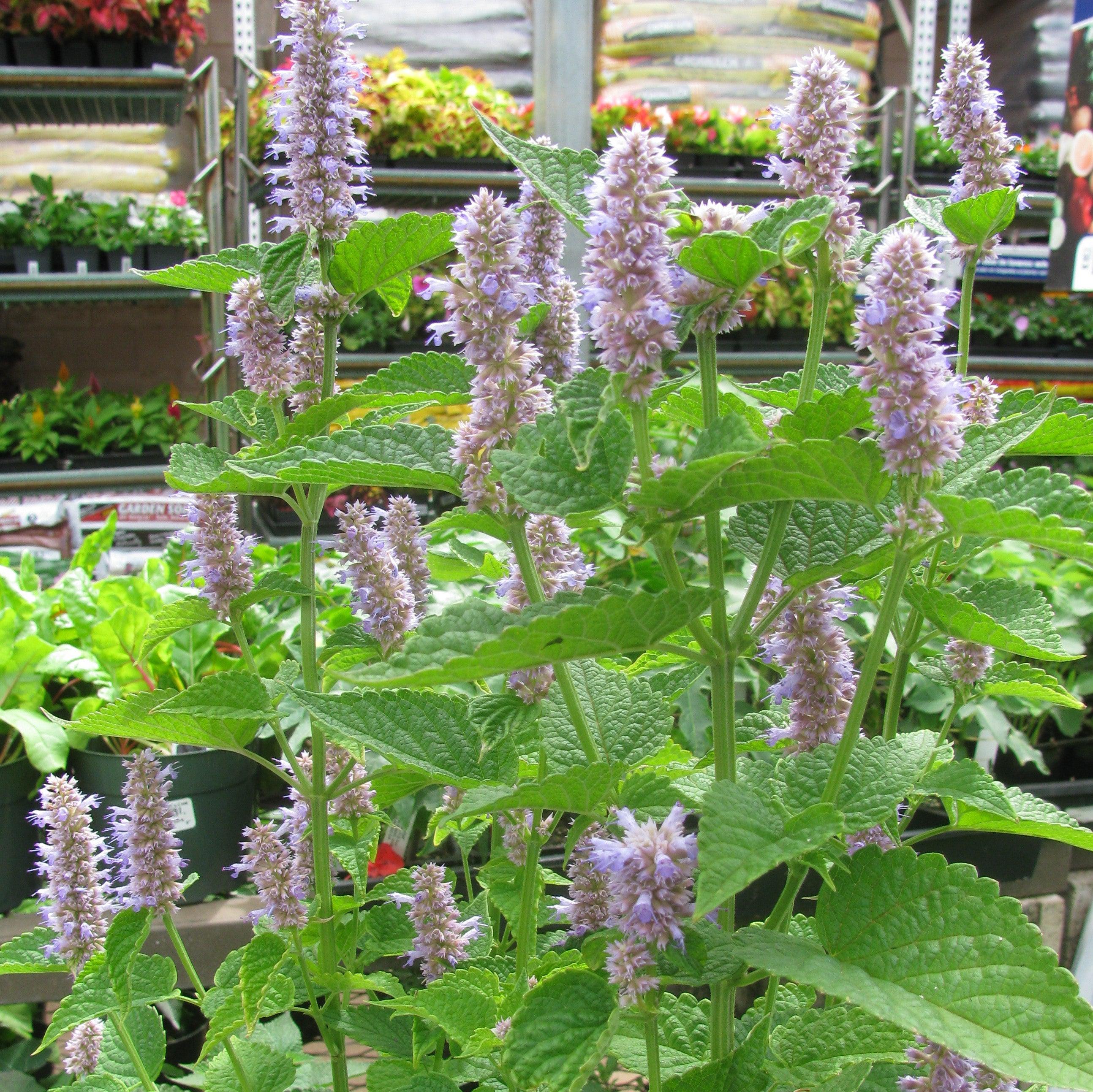 Anise Purple Hyssop