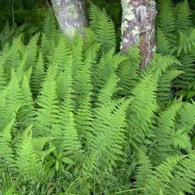 Hayscented Fern