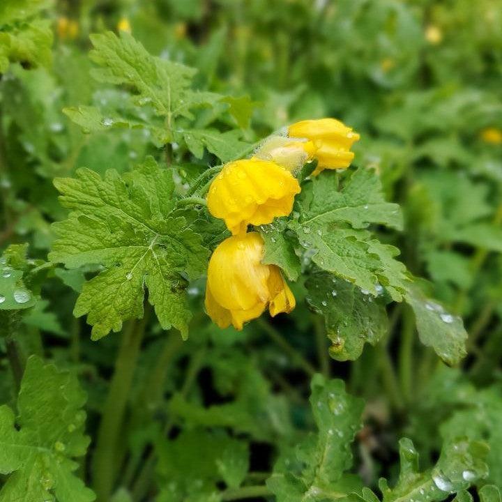 Celandine Poppy