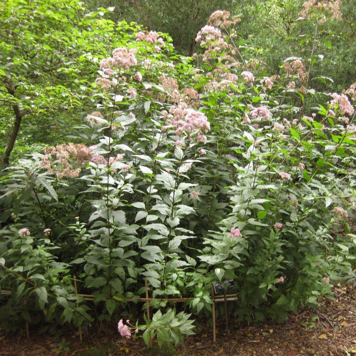 Little Joe Coastal Pye Weed