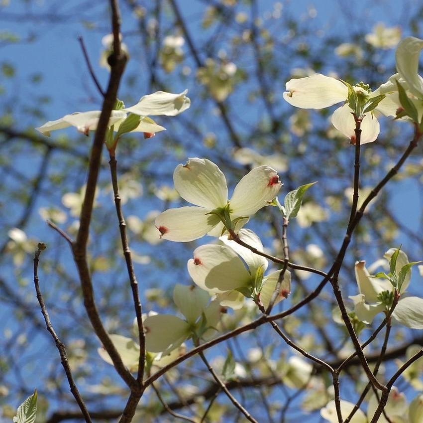 Flowering Dogwood