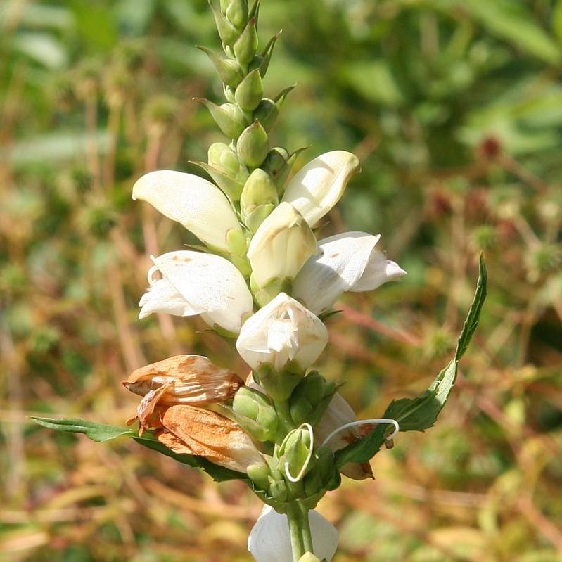 White Turtlehead