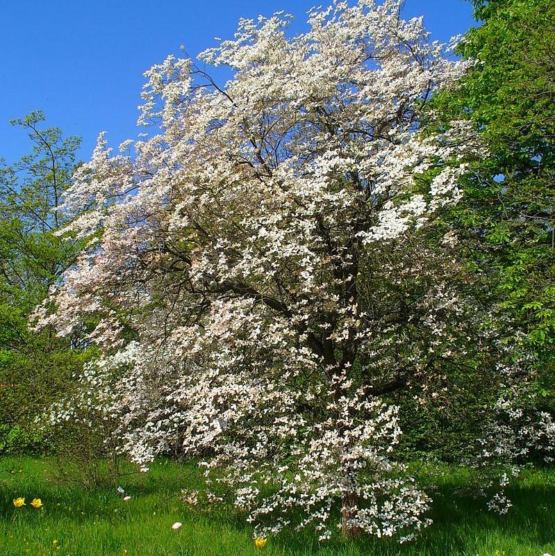 Flowering Dogwood