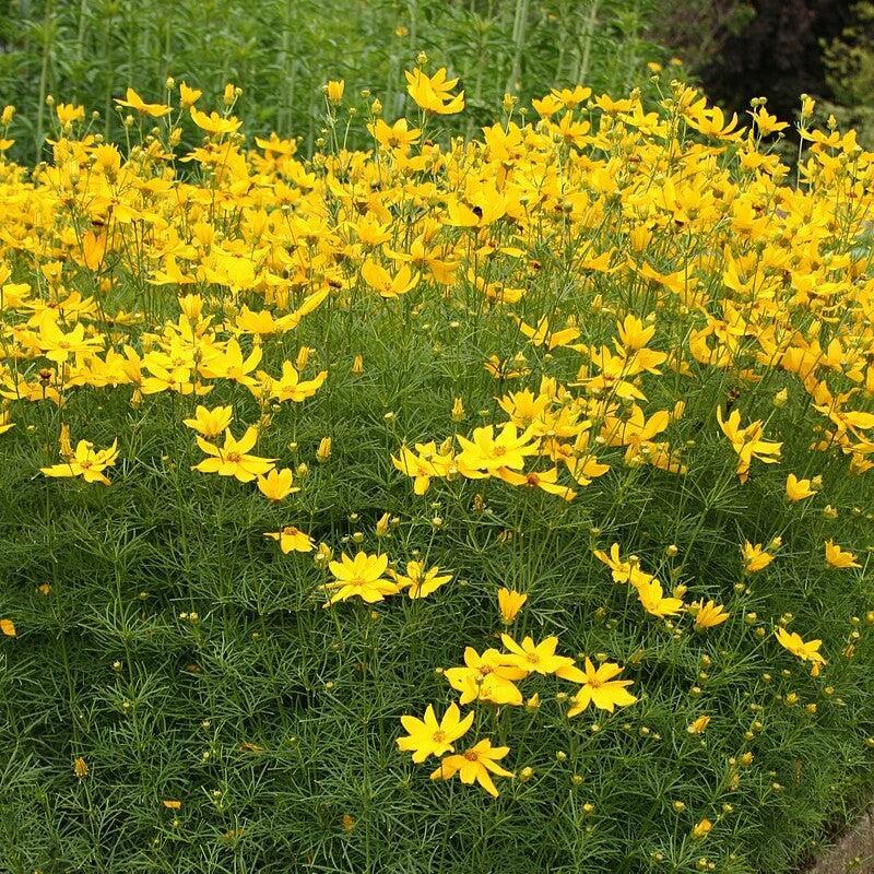 Threadleaf Coreopsis