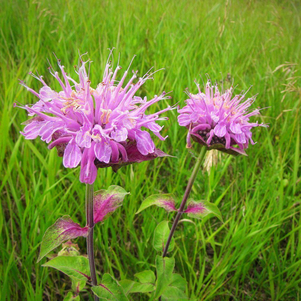 Wild Bergamot