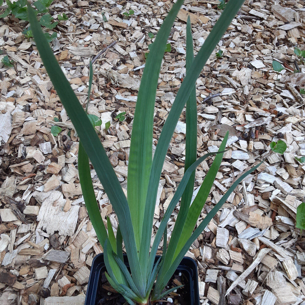 Northern Blue Flag Iris, Harlequin Blue Flag