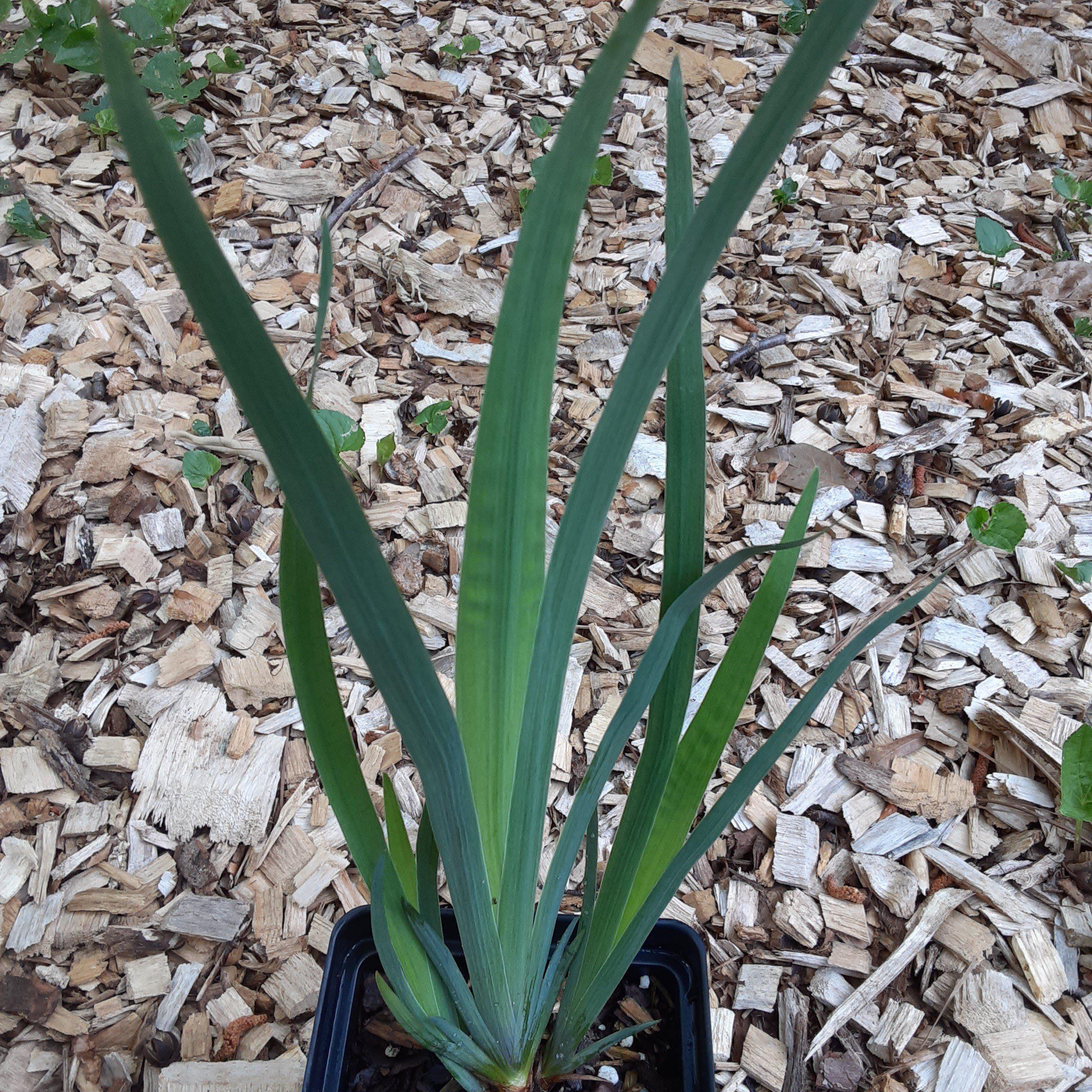 Northern Blue Flag Iris, Harlequin Blue Flag