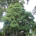 Sassafras