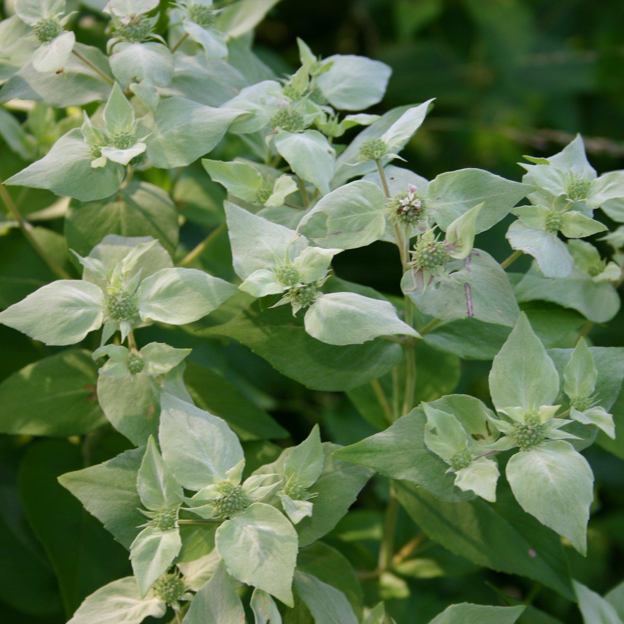 Mountain Mint