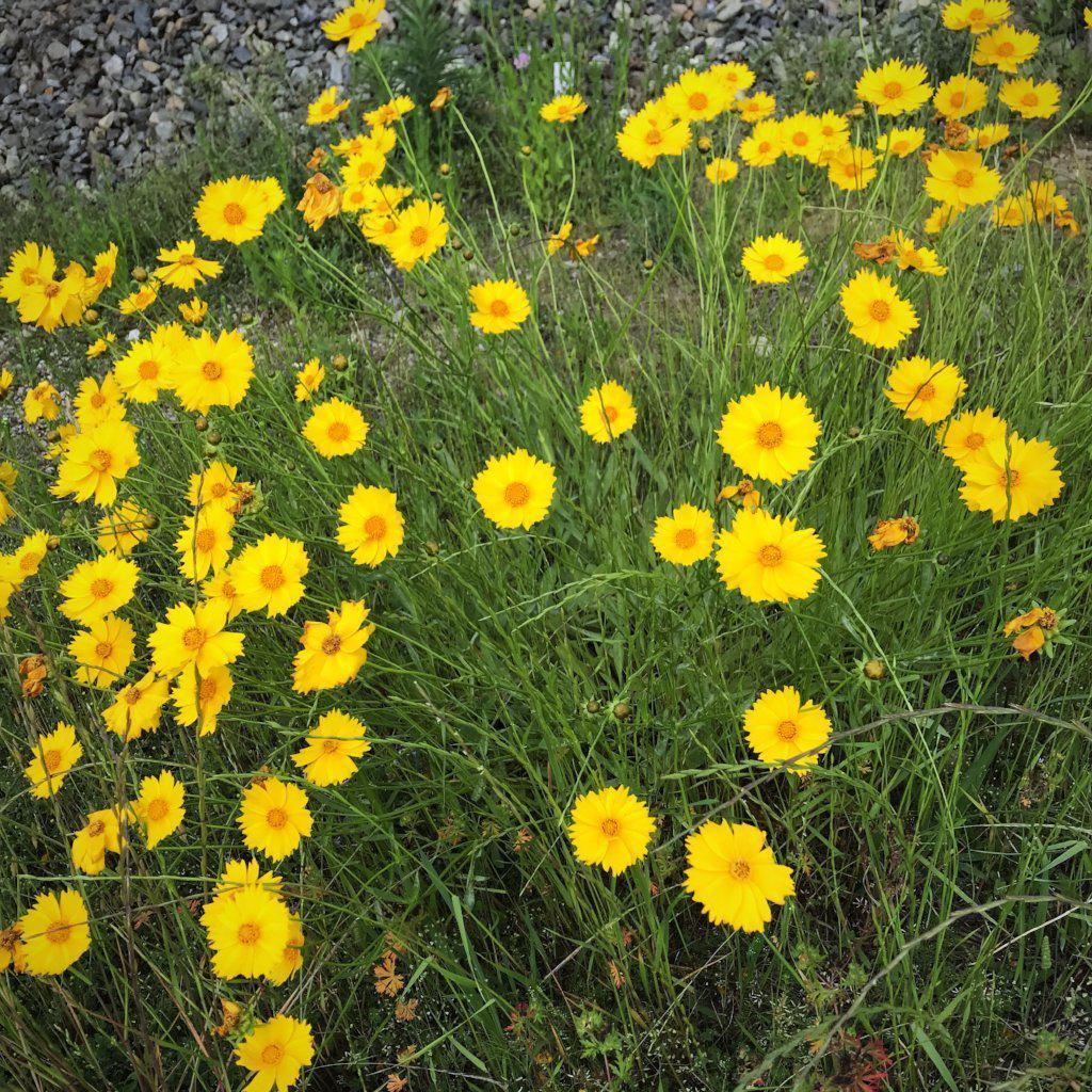 Lanceleaf Coreopsis