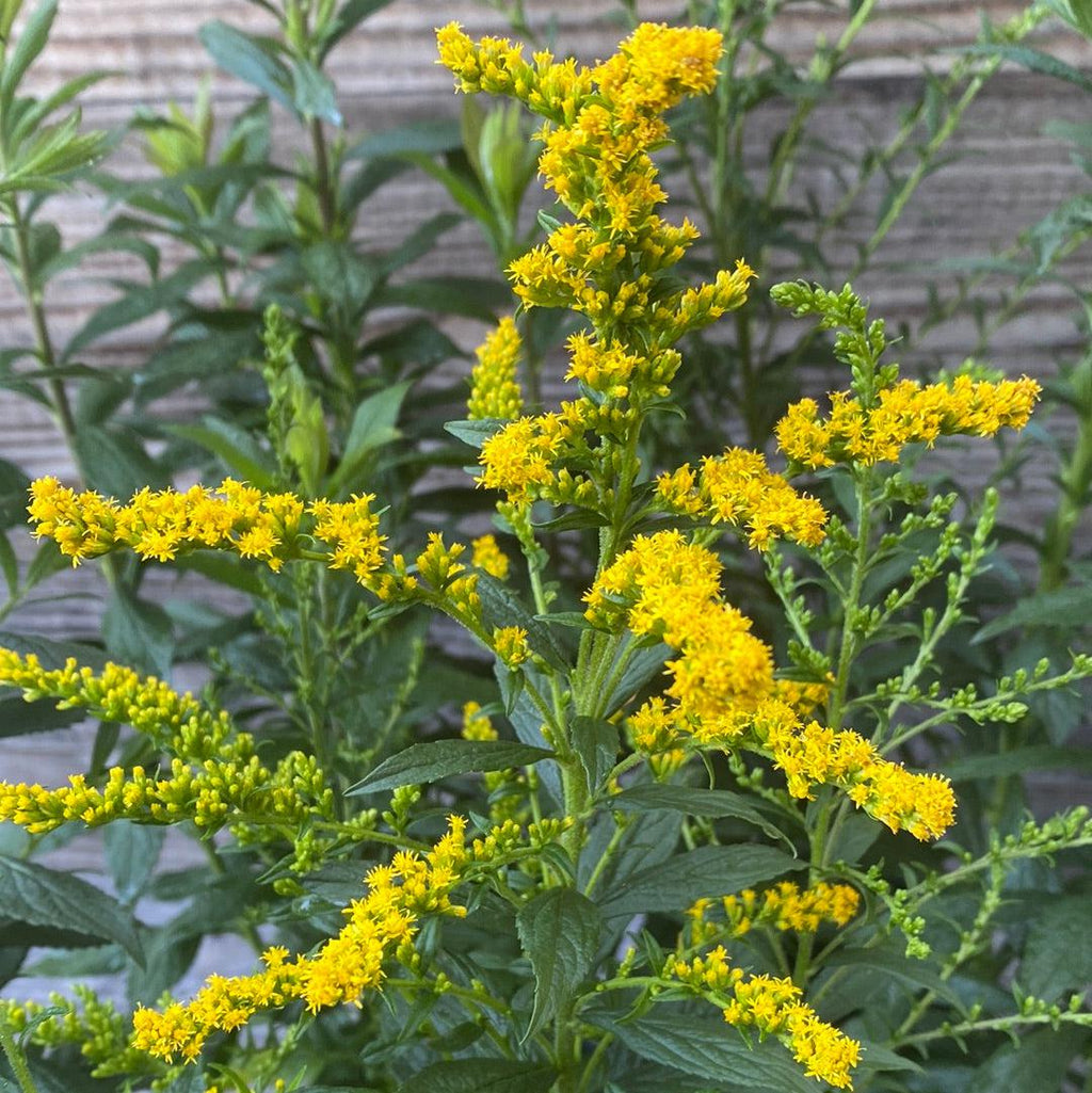 Fireworks Goldenrod