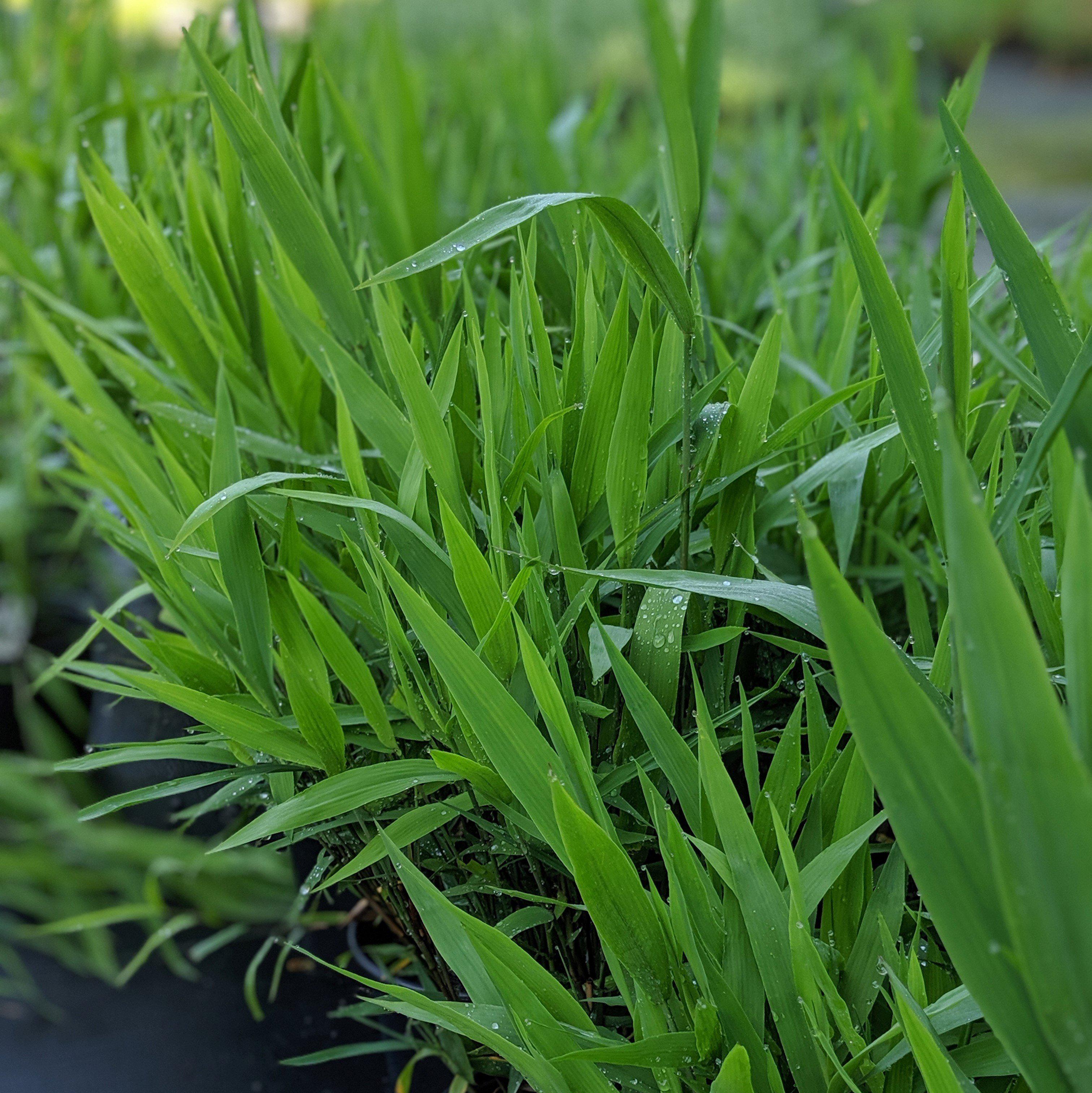 River Oats, Inland Sea Oats