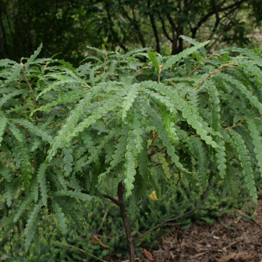 Sweet Fern