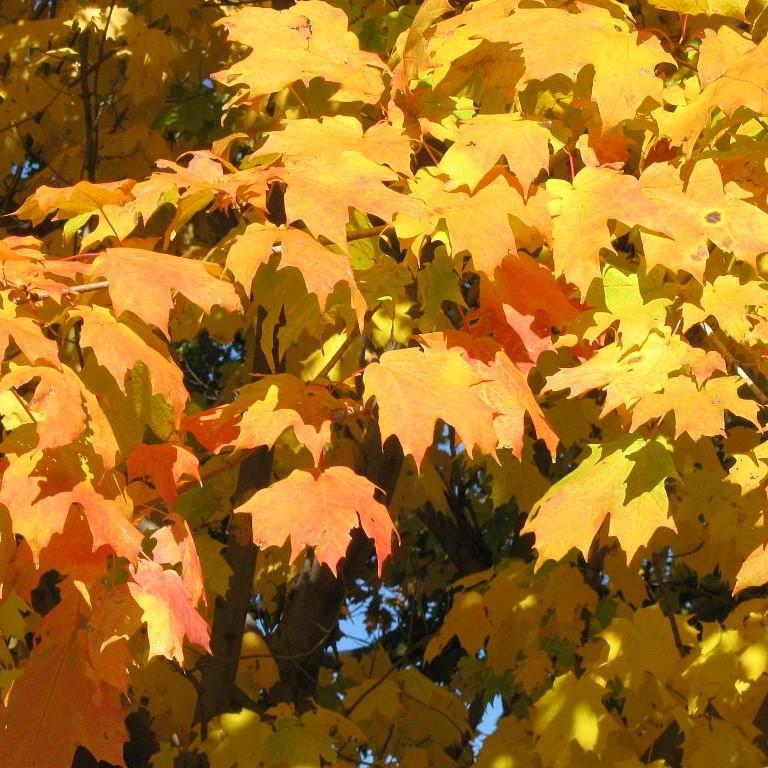 Sugar Maple