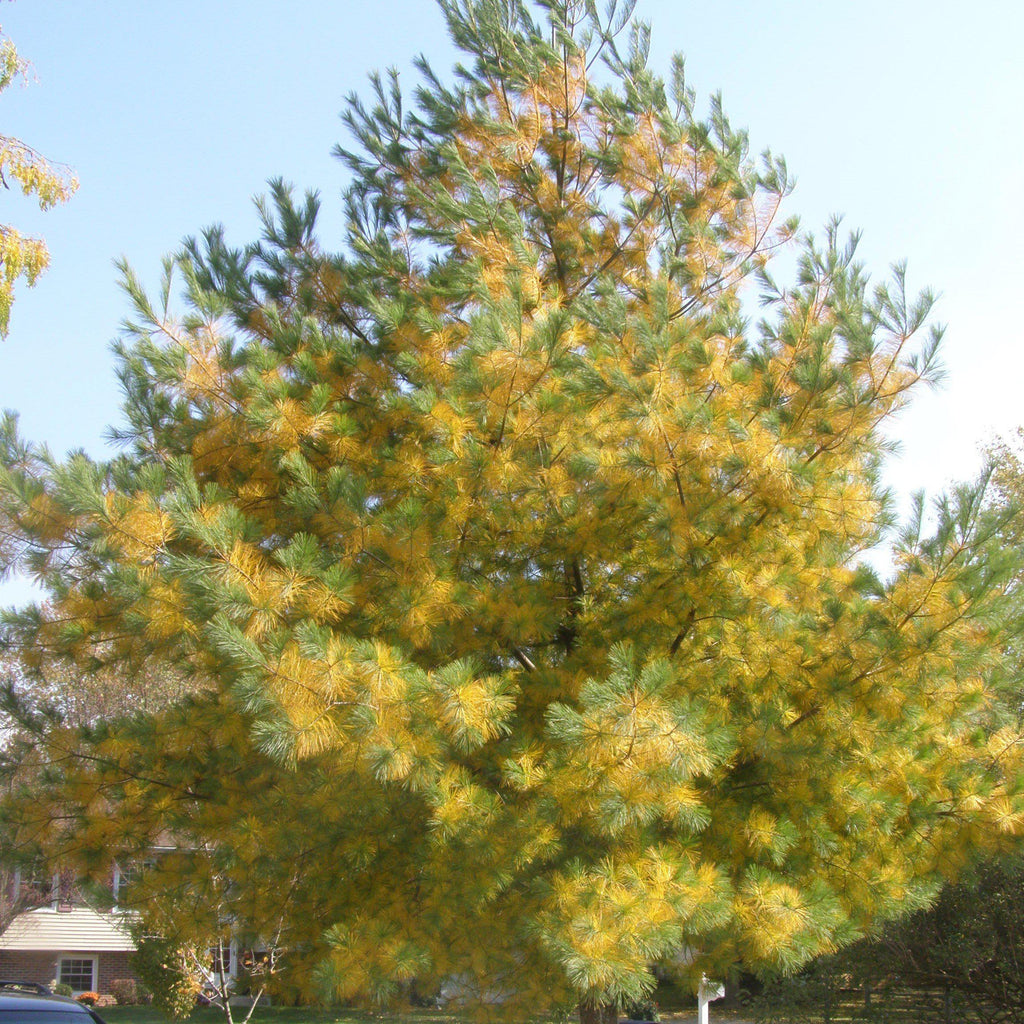 White Pine