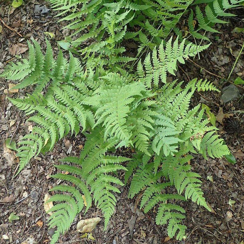 Eastern Wood Fern, Leatherwood Fern