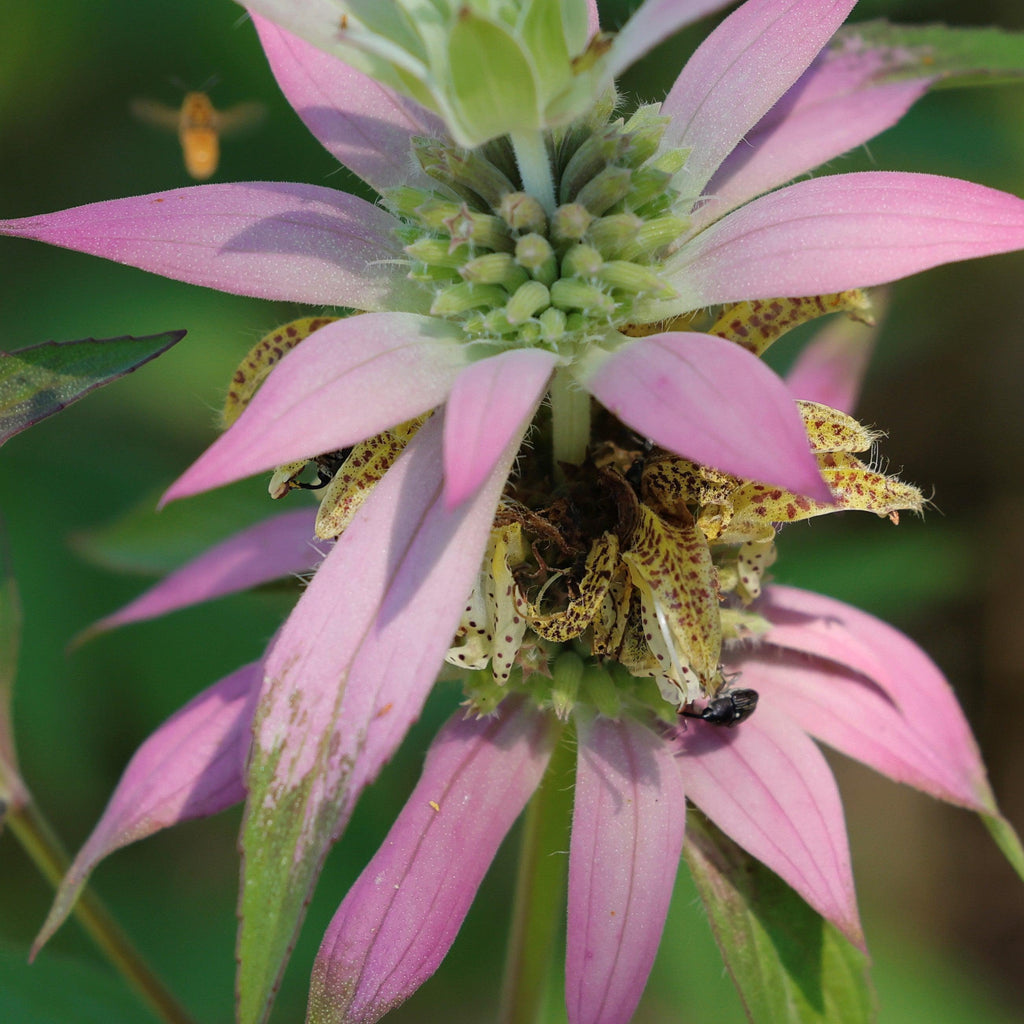 Spotted Beebalm