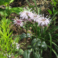 Eastern Bee Balm