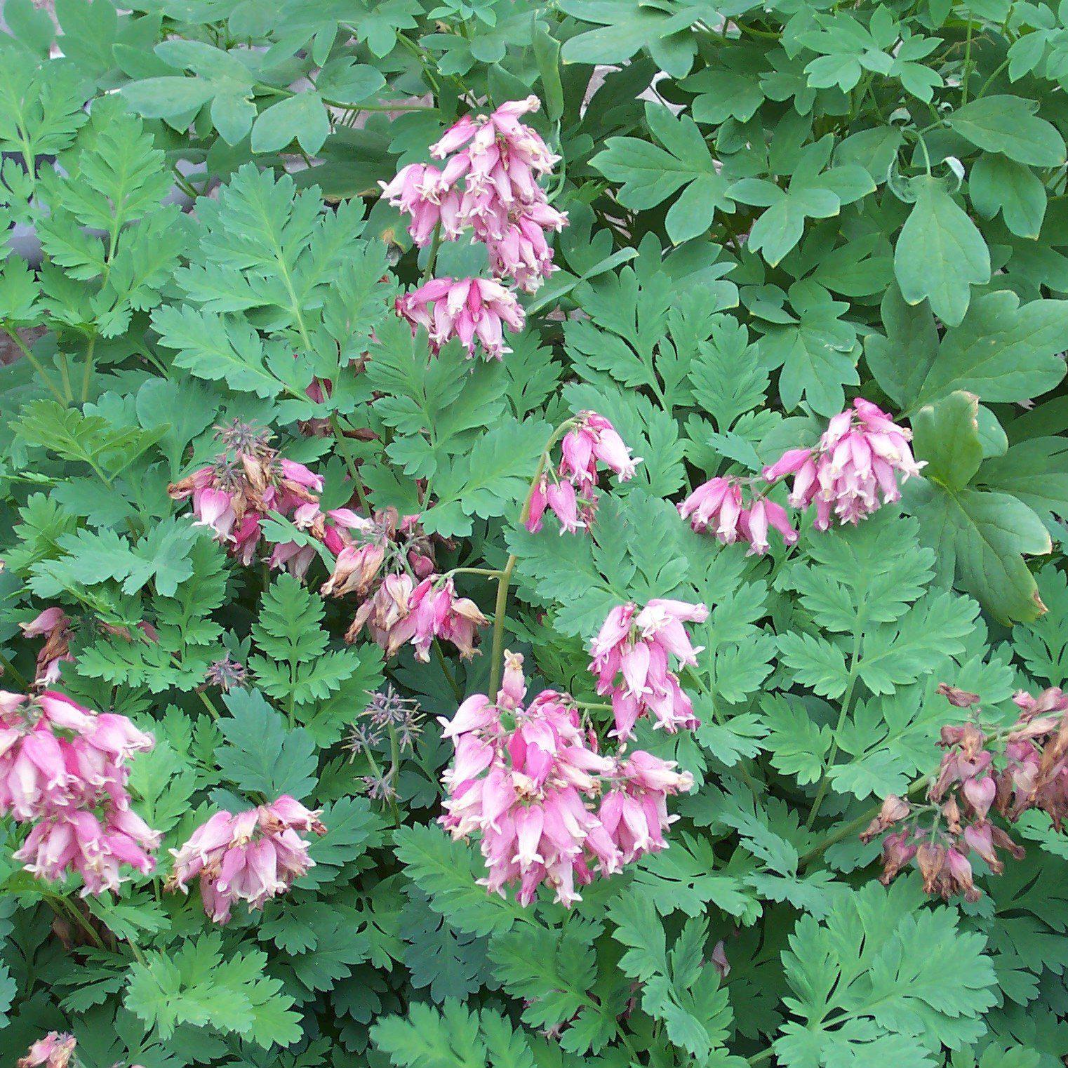 Fern-Leaf Bleeding Heart