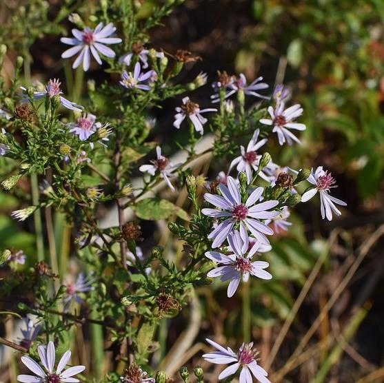 Blue Wood Aster
