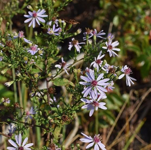 Blue Wood Aster