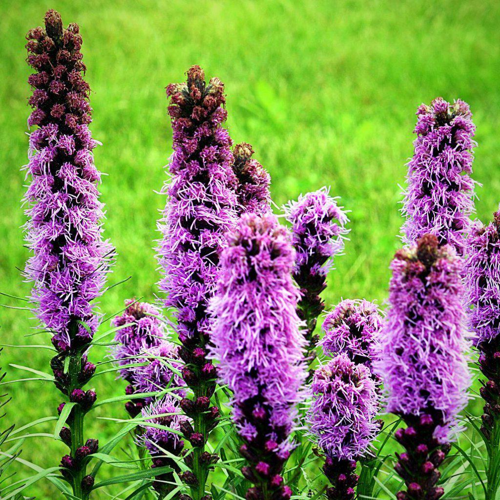 Marsh Blazing Star, Gayfeather