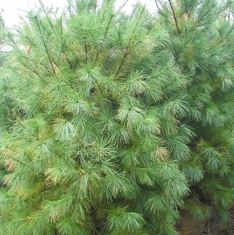 White Pine